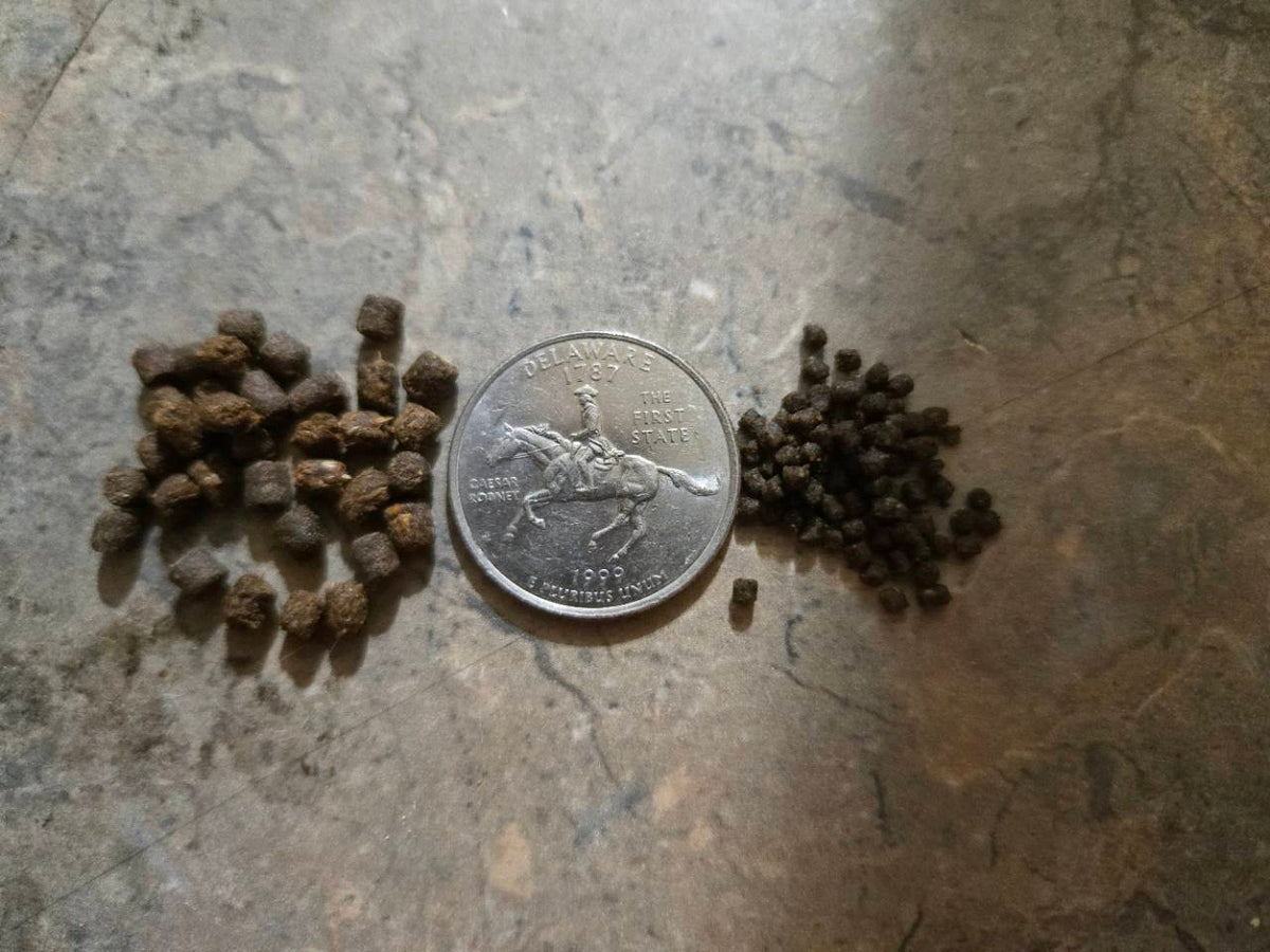 Larger pellets on the left and smaller 1.2 mm pellets on the right, with a U.S. quarter between them for scale.