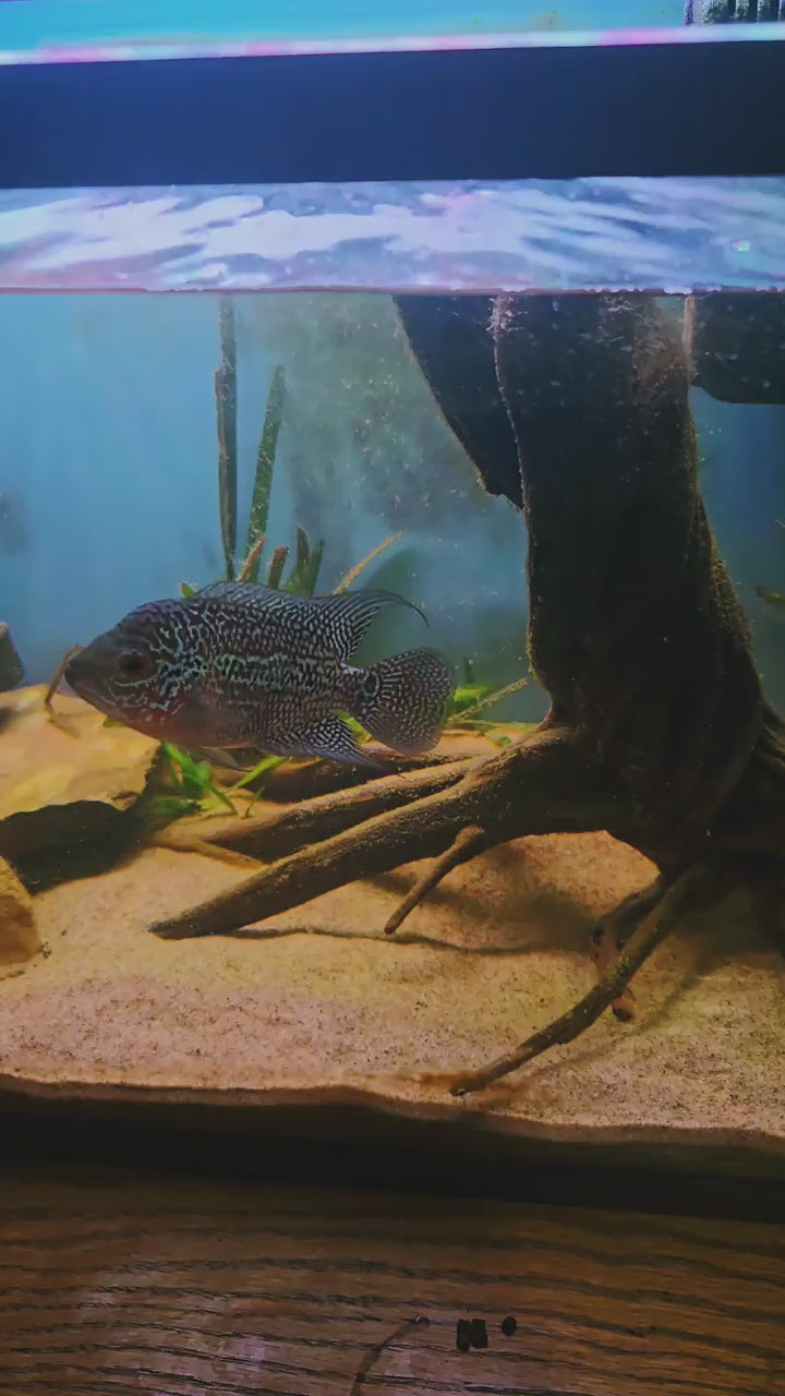 Fish eating FinNaturals Carnivore Formula 2.5 mm sinking pellets