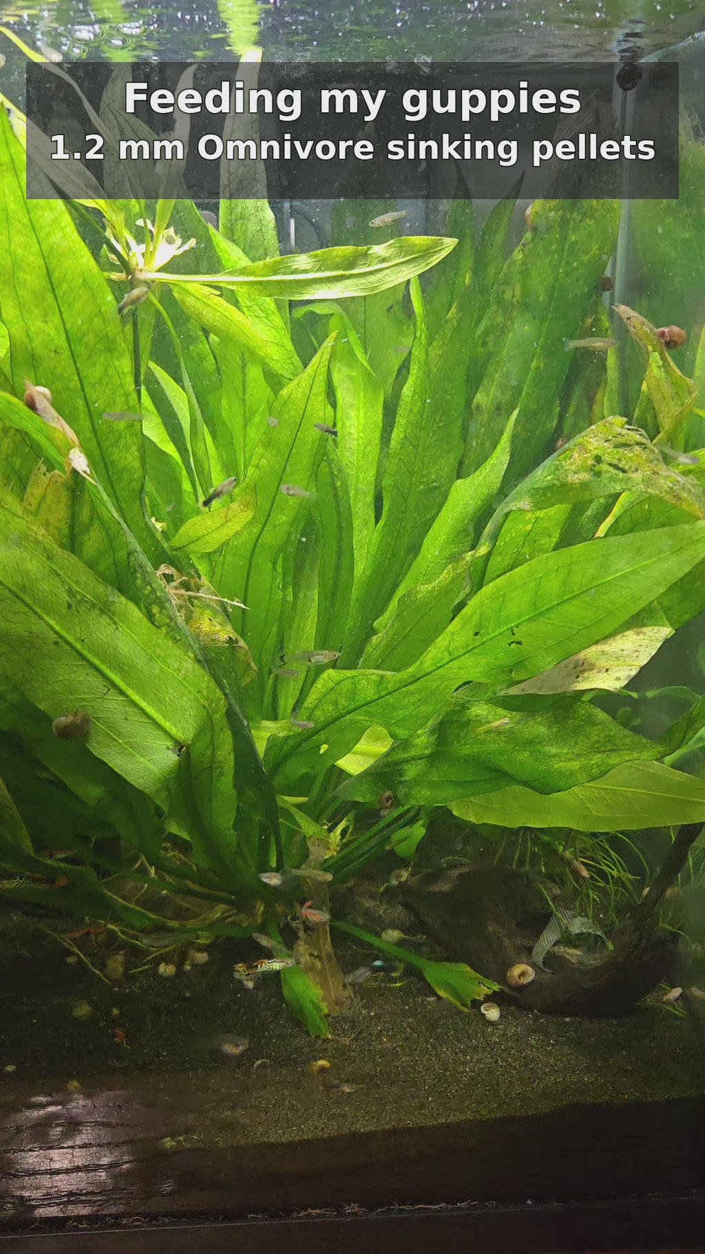 Ali's guppies eating FinNaturals Omnivore Formula 1.2 mm sinking pellets