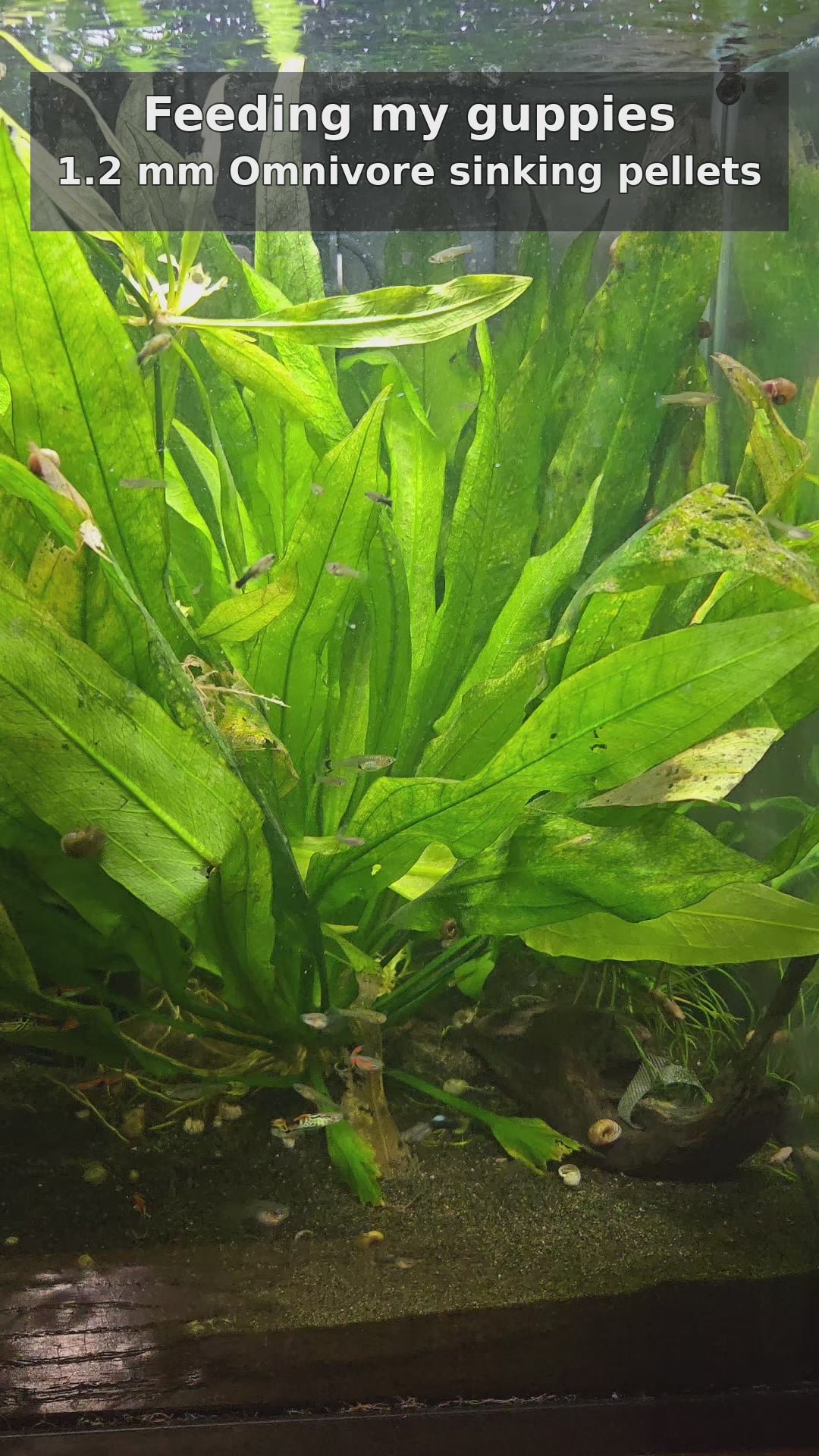 Ali's guppies eating FinNaturals Omnivore Formula 1.2 mm sinking pellets