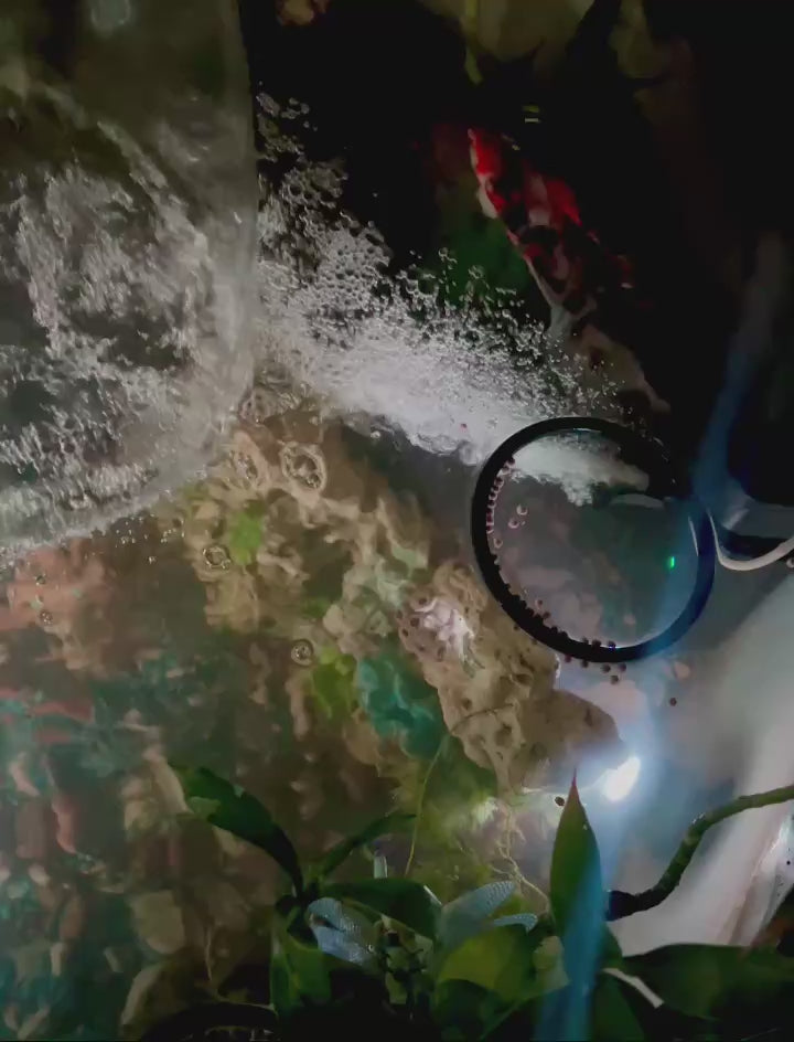 Fish feeding on FinNaturals Goldfish and Koi Formula