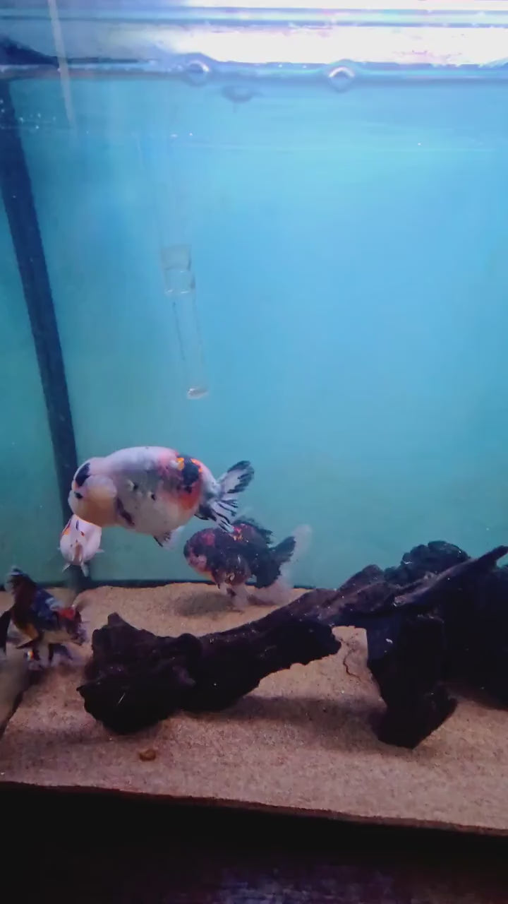 Goldfish eating FinNaturals Herbivore and Omnivore 2.5 mm sinking pellets